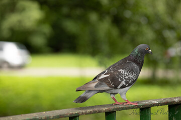 pigeon in the park