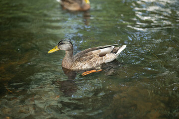 duck in the water