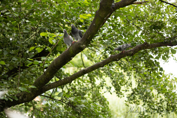pigeons on a tree in the park