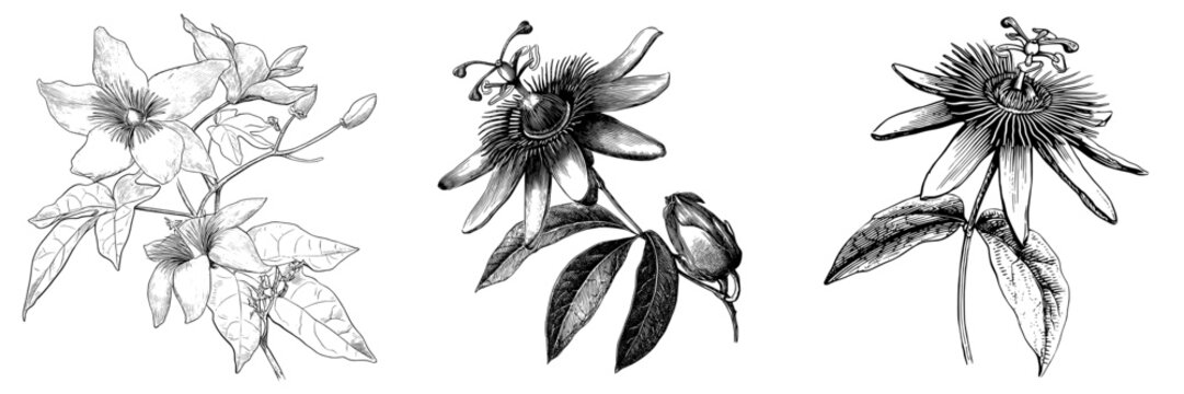 A black ink doodle in woodcut style illustrates Passiflora incarnata, commonly referred to as maypop, true passionflower, or wild apricot