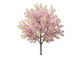 Obraz premium Blooming cherry tree against a black background.