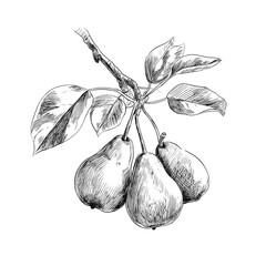 Fruit drawings, including a modern pear set, are isolated on a white background