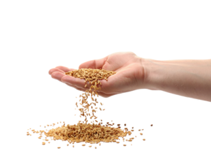 Close Up Of A Human Hand Holding And Pouring Out Wheat Grains Onto isolated on transparent background. PNG die-cut for advertising