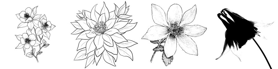 An Aquilegia flower is depicted in a black and white hand drawing as an isolated emblem on a white background with a set drawn outline