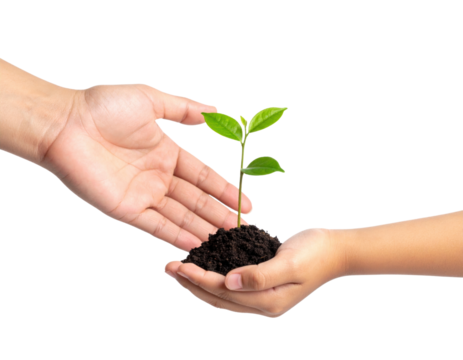 Two Hands Nurturing A Young Plant Seedling In Soil isolated on transparent background. PNG die-cut for advertising