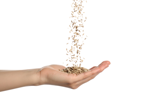 Grains pouring into an open human hand close up view of raw agricultural seeds isolated on transparent background. PNG die-cut for advertising