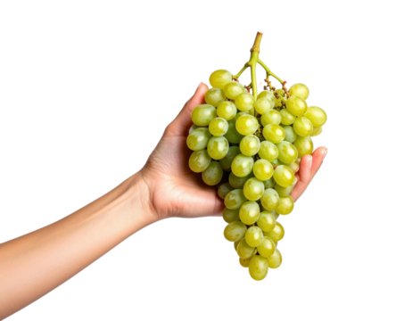 Hand Holding A Cluster Of Ripe Green Grapes isolated on transparent background. PNG die-cut for advertising