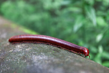 Giant millipede crawling on a mossy tree trunk in the tropical jungle of Laos.