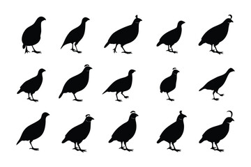 Quail Silhouette: A collection of elegant silhouette of quail, perfect for adding a touch of nature's grace to your creative projects.