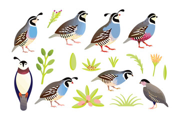Quails Collection: A stylized illustration features several charming quails amidst botanical elements, showcasing their unique characteristics and avian beauty.