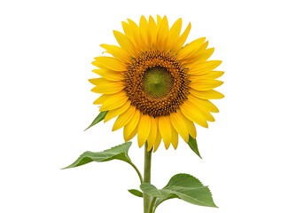 Close-up view of a sunflower against a black background.