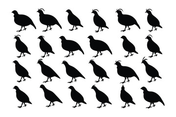 Quail Silhouette in Uniform: A meticulously arranged group of quail silhouettes, each precisely rendered in a uniform style, creating a striking visual statement.