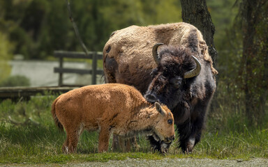 Bison and Deer in the Wild