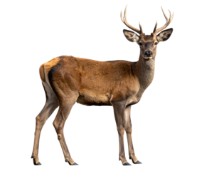 Realistic Roe Deer Standing  Transparent Background PNG