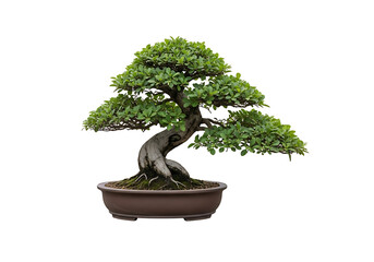 A meticulously crafted bonsai tree in a decorative pot.
