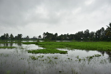 Lush field with coconut and casuarina trees reflecting in a flooded expanse.