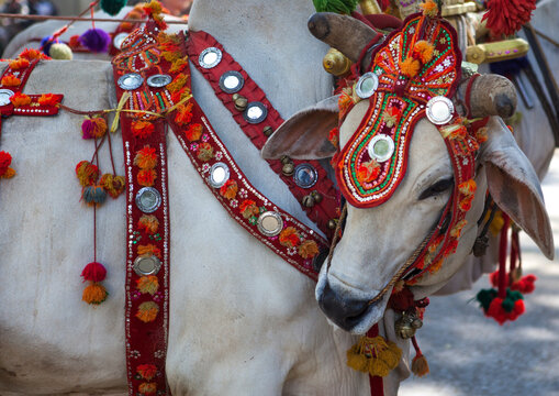 Decorated ox cart during a novitiation parade, Bagan,  Myanmar