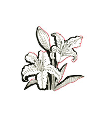 Hand drawn floral drawing, lily illustration on transparent background for greeting cards, decoration, fashion.