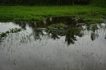 Lush field with coconut and casuarina trees reflecting in a flooded expanse.