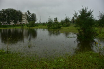 Lush field with coconut and casuarina trees reflecting in a flooded expanse.