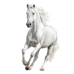 Obraz premium Powerful white horse in full gallop