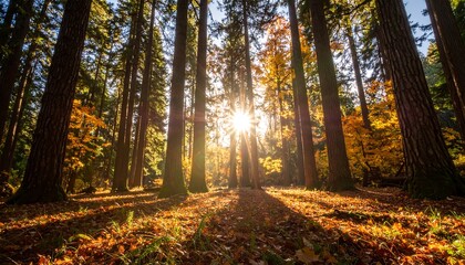 Obraz premium Sunlight filtering through autumn forest