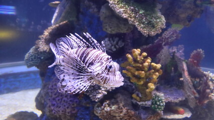 Lionfish (Pterois volitans) in an aquarium. Jerusalem. Israel.