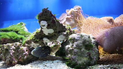 Aquarium with colorful fish and corals. Underwater world.Jerusalem.Israel.