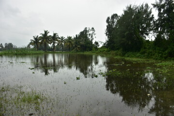 Lush field with coconut and casuarina trees reflecting in a flooded expanse.