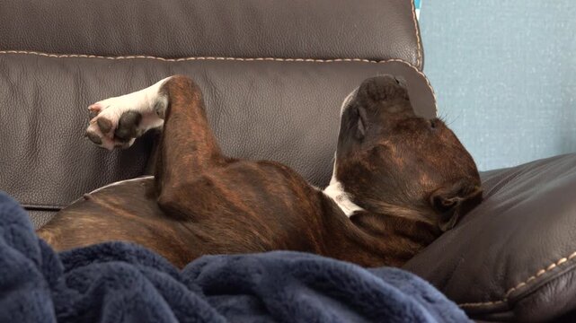 Un jeune chien Staffordshire Bull Terrier bring&eacute; dort allong&eacute; sur un canap&eacute;