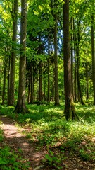 Obraz premium Sunlight filters through lush forest