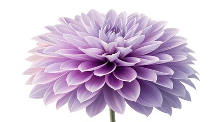 pink dahlia isolated on white background
