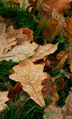 autumn nature background. fallen oak leaves with raindrops on grass close up, abstract nature backdrop. symbol of Fall Season. beautiful nature image. soft focus