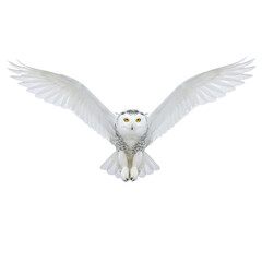 Fototapeta premium A majestic adult snowy owl with luminous yellow eyes and transparent plumage, subtle speckles, powerful wings outstretched in mid-flight towards viewer against a clean infinite white background,