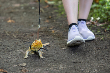 Agama in a winged dragon harness against the backdrop of its owner's legs