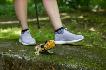 Agama in a winged dragon harness against the backdrop of its owner's legs