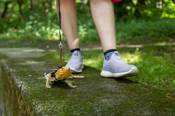 Agama in a winged dragon harness against the backdrop of its owner's legs