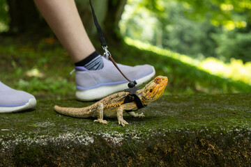 Agama in a winged dragon harness against the backdrop of its owner's legs