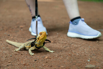 Agama in a winged dragon harness against the backdrop of its owner's legs