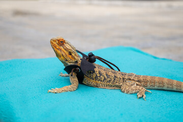 Agama in a winged dragon harness on an azure blanket
