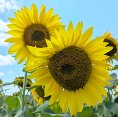 Surrounded by golden sunflowers stretching toward the sky, you feel the true spirit of summer. The...