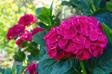 Hydrangea macrophylla or Hortensia flower