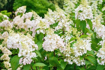 Hydrangea paniculata or Hortensia flower