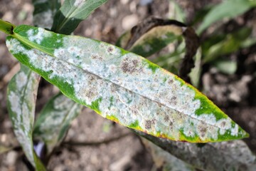 Detail of powdery mildew, plant disease