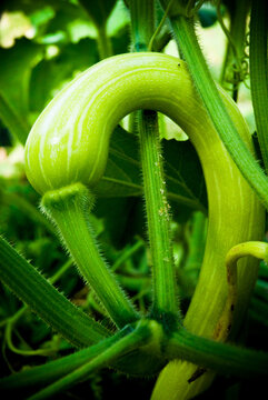 growing green zucchini in a vegetable patch