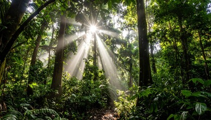 Obraz premium Sunlight streams through tropical forest canopy