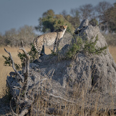 Portent – Fine Art Wildlife Cheetah Photography by Brian Divelbiss