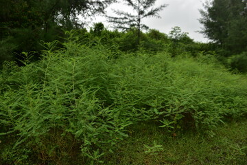 Obraz premium Lush green vegetation fills a field under a cloudy sky.