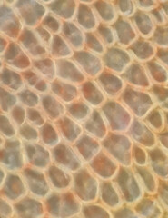 Tomatenhaut unter dem Mikroskop - Dunkelfeld  50x-Vergrößerung