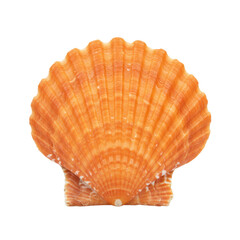 Obraz premium a single vibrant orange-peach scallop shell with intricate radial ridges, natural texture, and fluted edges, professionally studio lit with no shadows on a transparent background, concept of natural